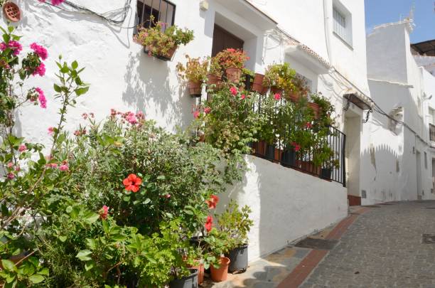 istock Flowers in white alley 1170155051
