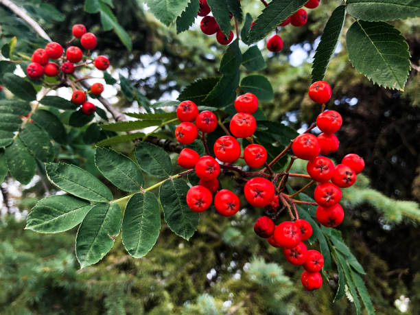 istock Mountain Ash Red Berries in Summer 1170155229