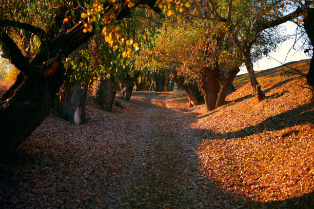 ground road and beautiful trees in the autumn forest,bright sunlight with shadows at sunset
