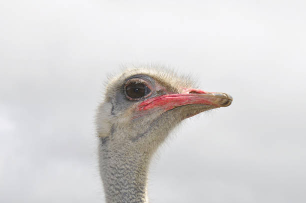 istock Ostrich male, exotic african bird 1170156998