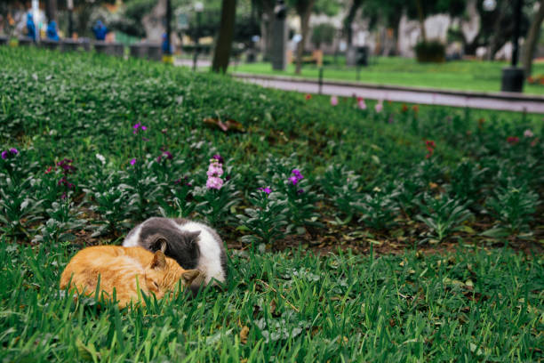 Cats napping in JFK Park in the Miraflores neighborhood of Lima, Peru