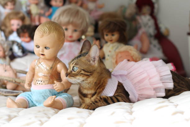 istock Princess cat and her toy friends 1170160101