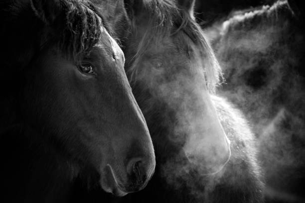 istock Heads Of Two Beautiful Horses 1170160191