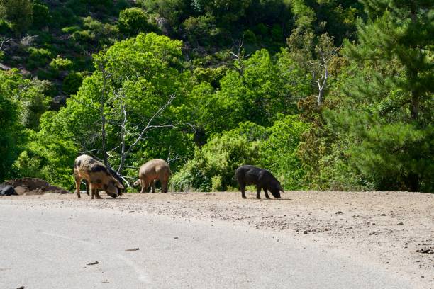 Four wild porcs at the road side, some green in the background
