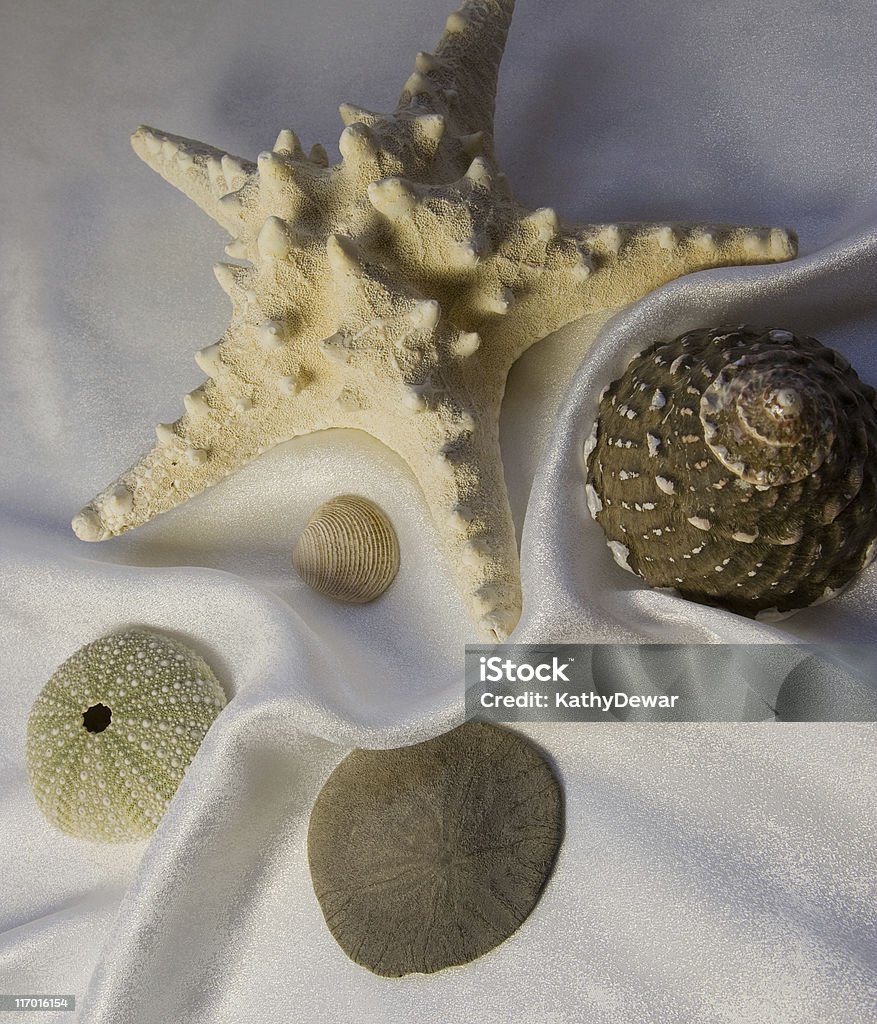 Coquillages et étoiles de mer sur fond blanc - Photo de Brillant libre de droits