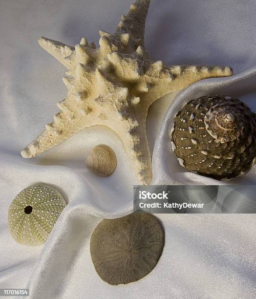 Photo libre de droit de Coquillages Et Étoiles De Mer Sur Fond Blanc banque d'images et plus d'images libres de droit de Brillant - Brillant, Coquille et coquillage, En matière textile