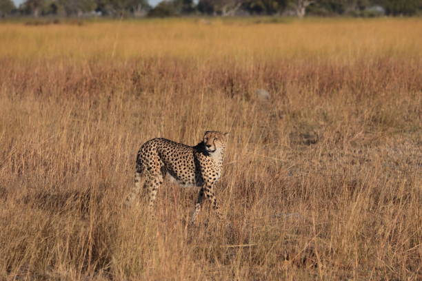istock Cheetah in the Okavango Delta, Botswana, Africa 1170162168