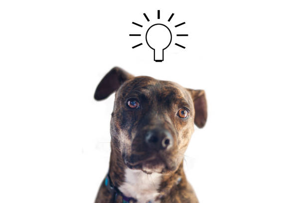 istock Dog's ah-ha moment 1170162433
