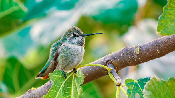 calliope hummingbird looking wide - sternelfe stock-fotos und bilder