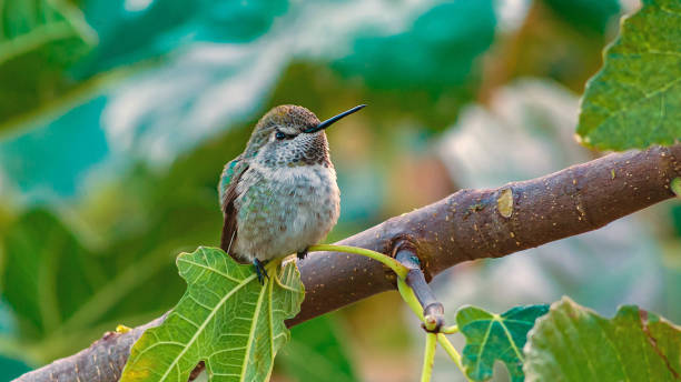 calliope hummingbird auf branch wide - sternelfe stock-fotos und bilder