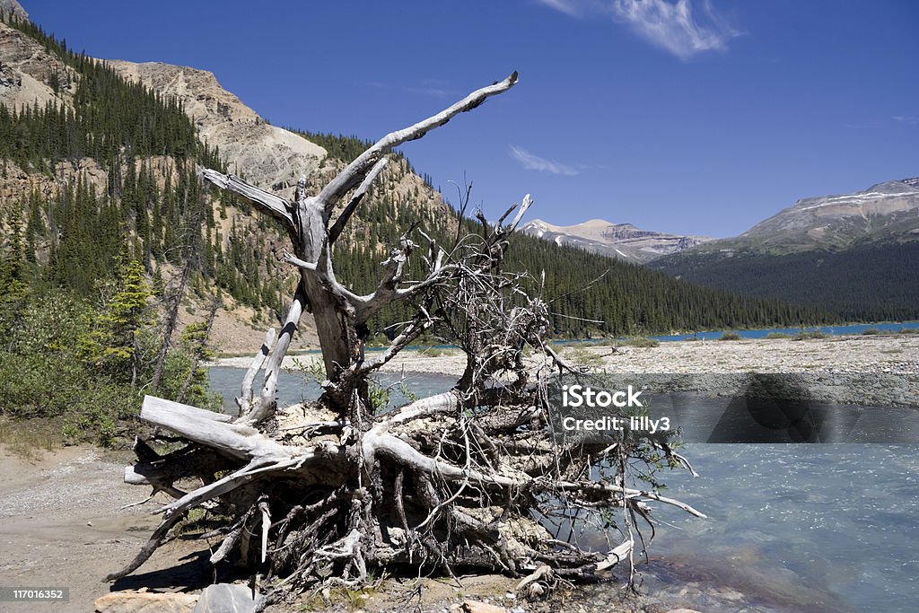 Árvore morta perto de uma montanha corrente com água glacial - Royalty-free Abeto Foto de stock