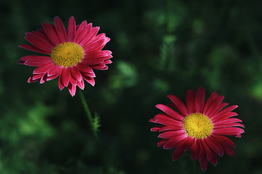 Beautiful pink flowers pyrethrum daisy in the shade on a dark green background. Feverfew, painted daisy close up, macro. Medicinal plant.