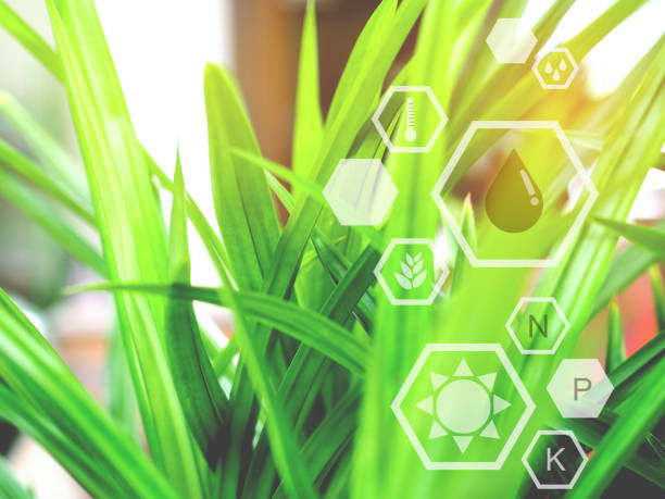 istock Green pandan leaves with icon energy sources. 1170163763