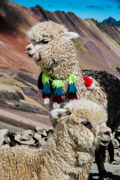 istock Rainbow Mountain hike in the Peruvian Andes 1170163823