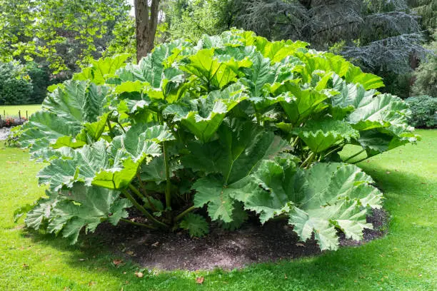 Enormous leaves of Gunnera manicata also known as giant rhubarb. Mammoth leaf.