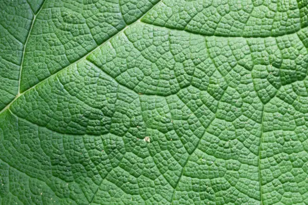 Macro photograph of a leaf of Gunnera manicata also known as giant rhubarb. Mammoth Leaf.