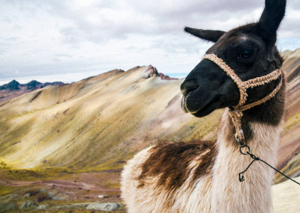 istock Rainbow Mountain hike in the Peruvian Andes 1170163955