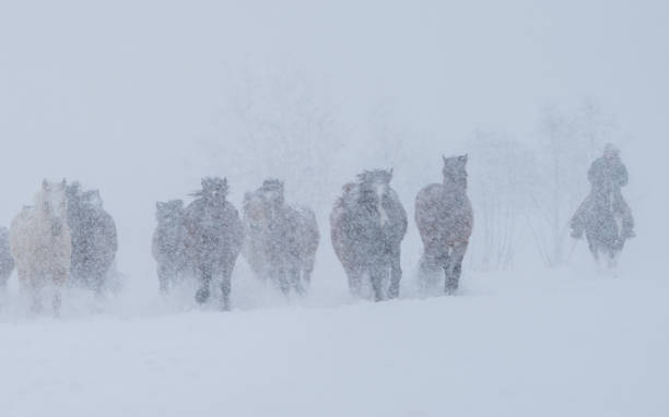 istock Cowgirl and Herd 2 1170163976
