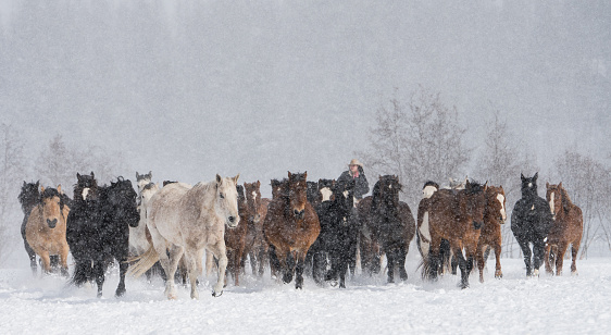 A cowgirl on her horse drives a herd of horses through the snow on a Montana ranch.