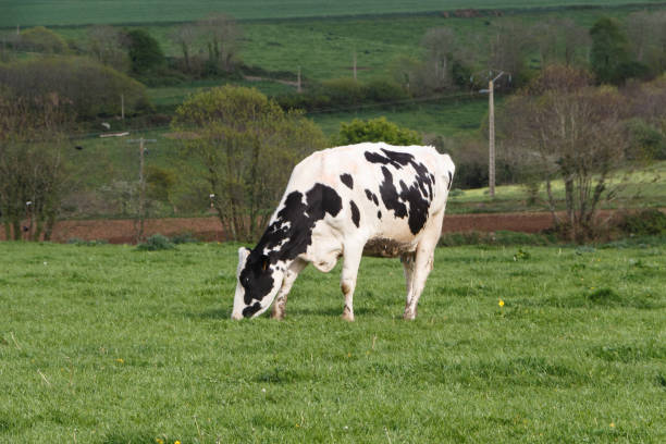 istock Holstein cow in a field in Brittany 1170164094