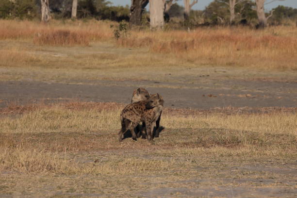 istock Spotted Hyaena in the Okavango Delta, Botswana, Africa 1170164252