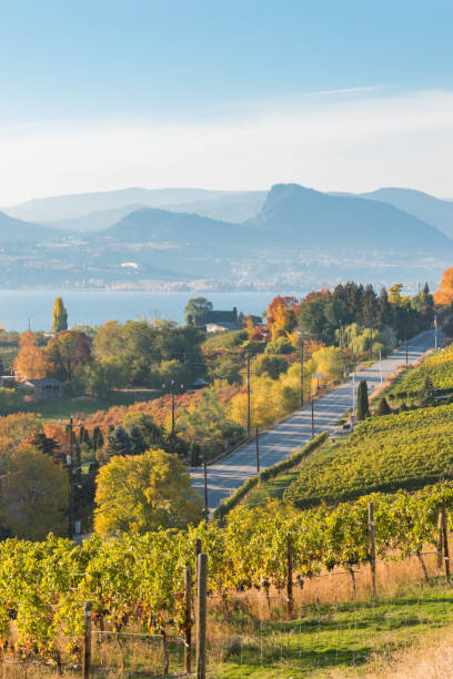 blick auf die naramata road und die weinberge mit okanagan see und bergen im herbst - okanagan penticton lake okanagan lake stock-fotos und bilder