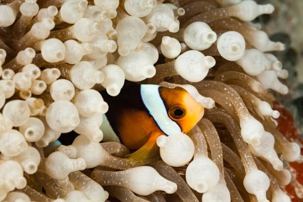 Clark’s Anemonefish Amphiprion clarkii in Bulb-Tentacle Sea Anemone Entacmaea quadricolor, Palau Clark's Anemonefish Amphiprion clarkii occurs in the tropical Indo-West-Pacific, max. length 15cm. This specimen hides in a Bulb-Tentacle Sea Anemone Entacmaea quadricolor who occurs in the tropical Indopacific in a depth range from 1-200m. 
Palau, 7°6'57.239" N 134°22'1.429" E at 14m depth bubble tip anemone entacmaea quadricolor stock pictures, royalty-free photos & images