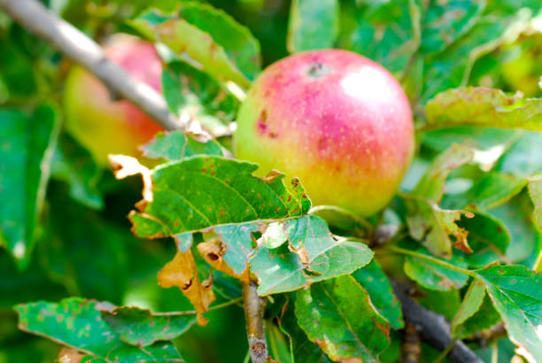 apple leaves and fruit damaged by hail stone
