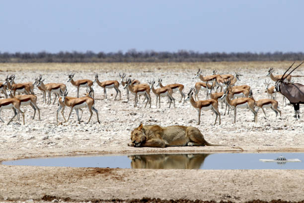 물구멍의 사자 - 나미비아 아프리카 - savannah africa steppe namibia 뉴스 사진 이미지