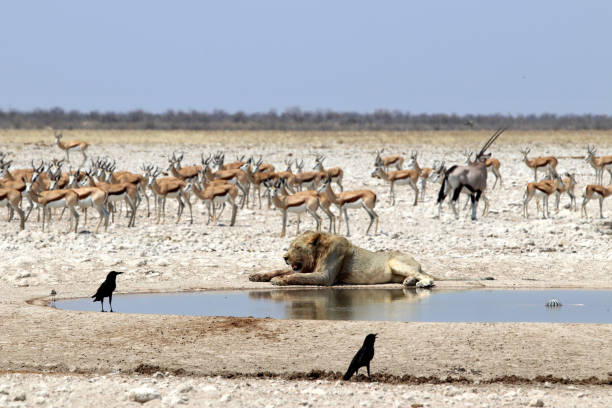 물구멍의 사자 - 나미비아 아프리카 - savannah africa steppe namibia 뉴스 사진 이미지