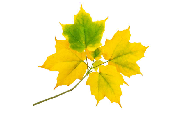 istock Maple branch with autumn yellow green leaves 1170168009