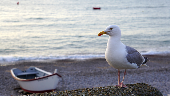 Sea gull on the seashore on the background of the boat is posing for the photographer. Seagull on the beach of pebbles closeup.