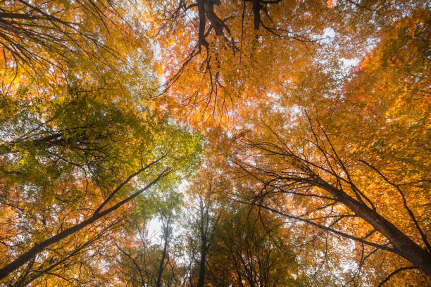 istock Beatyful natural lanscape background with tree and mount 1170169080
