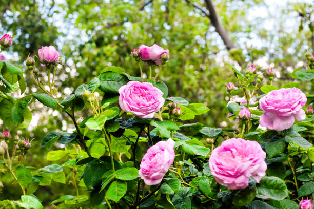 rosa centifolia (rose des peintres) flowers in summer garden - hybrid tea rose photos et images de collection