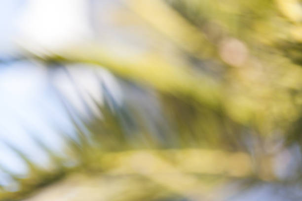 istock Abstract natural natural colorful shiny blur bokeh background 1170169160