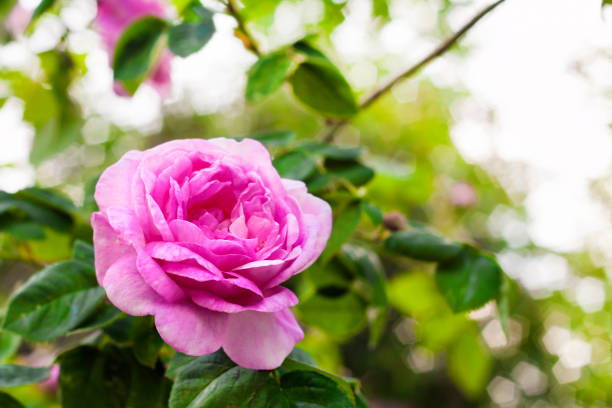 rosa centifolia (rose des peintres) flower closeup in summer garden - hybrid tea rose photos et images de collection