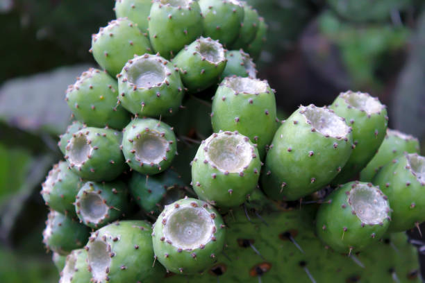 istock Green cactus and the tunas in Mexico 1170171530