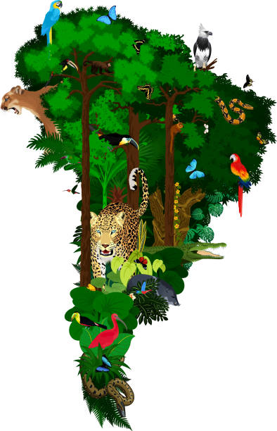 tiere und flora südamerikas - vektor-illustration - snake wildlife tropical rainforest reptile stock-grafiken, -clipart, -cartoons und -symbole