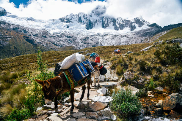 ペルー北部の�コルディエラ・ブランカのフスカラン国立公園のサンタクルス・トレックの家畜 - huaraz ストックフォトと画像