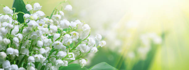 istock Lily of the valley (Convallaria majalis), blooming spring flowers 1170173688