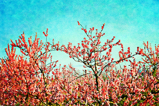 This is my Photographic Image of an Orchard in Blossom in a Watercolour Effect. Because sometimes you might want a more illustrative image for an organic look.