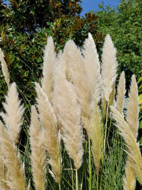 istock Landscaping at Plano Texas park 1170174710
