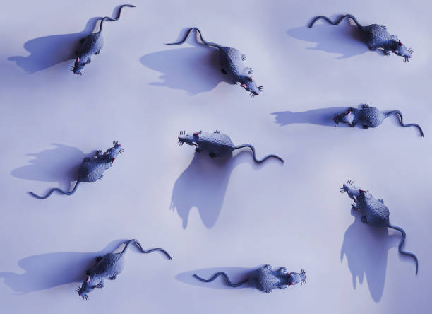 istock Mouse or rat, toy, mockup, template, layout, hard shadow, top view. Isolated on a blue background. Symbol of Christmas or New Year. 1170174763