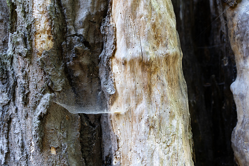Detail of a rotten tree with spider web