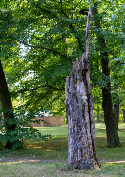 istock An isolated tree in a park during a sunny day 1170174772