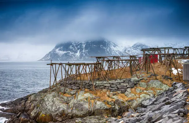 Wooden Logs Constructions For Cod Drying Arranged Along Seashore in Hamnoy Fishing Village in Noway.Horizontal Image