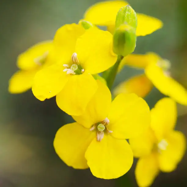 Island wallflower, Erysimum insulare ssp. suffrutescens. El Moro Elfin Forest, Los Osos, California, USA.