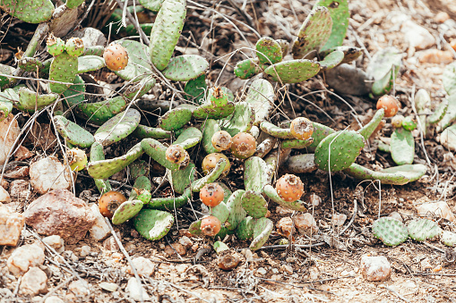 Forage cactus known as 