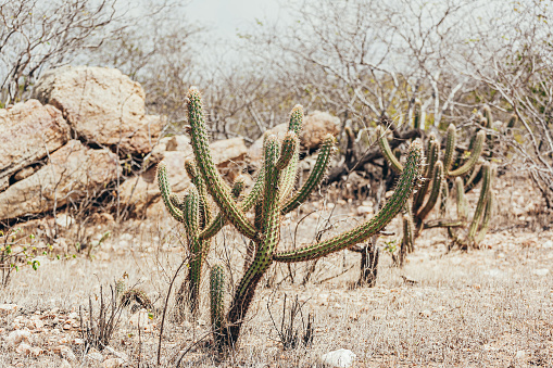 Landscape of the Caatinga in Brazil. Cactus known as xique-xique