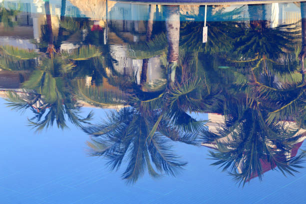 istock Reflection in the pool / Palm trees by the pool 1170179949